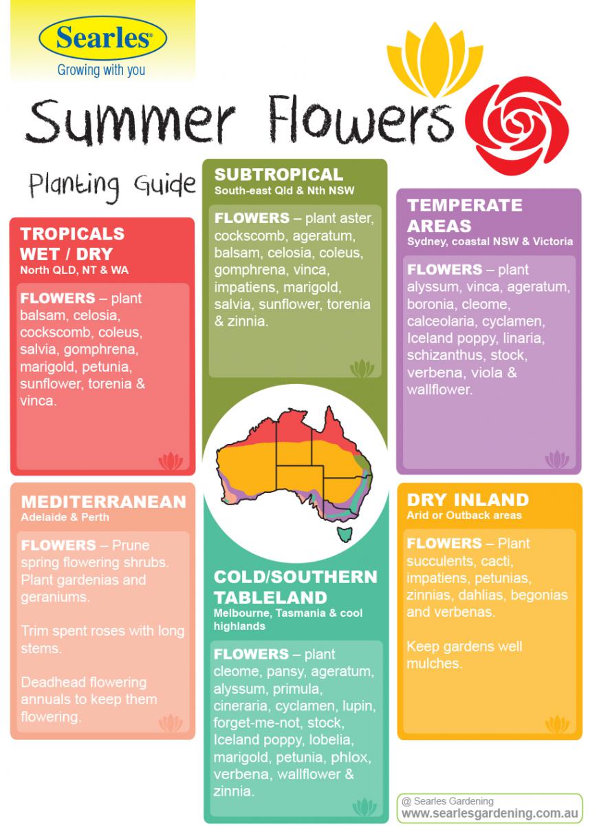 Gardening and Planting Calendar Australian Climates Summer Flowers